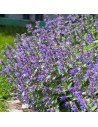 Nepeta x faassenii 'Grol' - Menthe à chats, Cataire