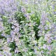 Nepeta Faas Six Hills Giant Gold