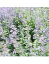 Nepeta x faassenii 'Walker's Low' - Menthe à chats, Cataire