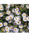 Aster dumosus 'Schneekissen' - Aster nain