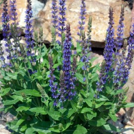 Salvia nemorosa 'Ostfriesland' - Sauge des bois