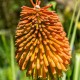 Kniphofia rooperi - Tritoma