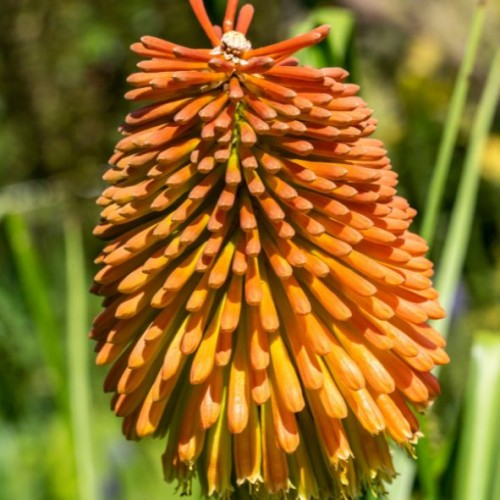 Kniphofia rooperi - Tritoma