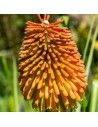 Kniphofia rooperi - Tritoma