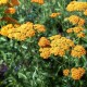 Achillea millefolium 'Terracotta' - Achillée millefeuille