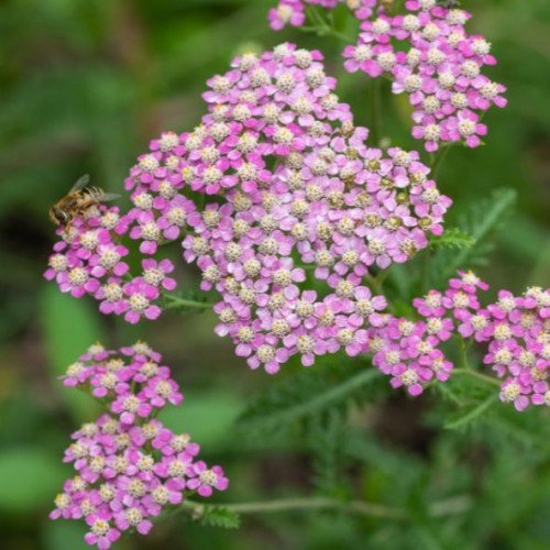 Achillea millefolium 'Rainbow Ending Blue' - Achillée millefeuille