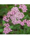 Achillea millefolium 'Cerise Queen' - Achillée millefeuille ‘Cerise Queen