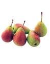 Pyrus communis 'Louise Bonne' - Poirier en U
