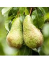 Pyrus communis 'Conférence' - Poirier