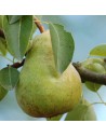 Pyrus communis 'Bon Chrétien Williams' - Poirier