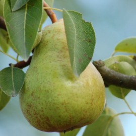 Pyrus 'Bon Chrétien Williams' (poirier)