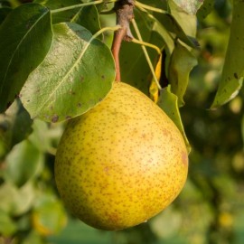 Pyrus 'Général Leclerc' (poirier)