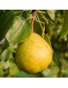 Pyrus communis 'Général Leclerc' - Poirier en U
