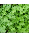 Petroselinum crispum var. neapolitanum  - Persil plat