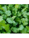 Coriandrum sativum - Coriandre