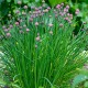 Allium schoenoprasum - Ciboulette