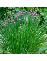 Allium schoenoprasum - Ciboulette