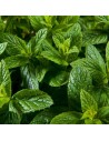 Mentha x villosa 'Yerba Buena' - Menthe Mojito