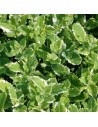 Mentha suaveolens 'Variegata' - Menthe pomme panachée
