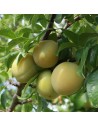 Prunus domestica 'Reine-Claude Crottée' - Prunier