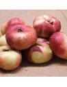 Prunus persica nucipersica - Nectarine plate