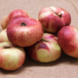 Prunus persica nucipersica ' Flateryna' - Nectarine plate