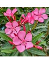 Nerium oleander - Laurier rose