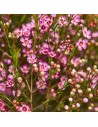 Chamelaucium - Fleur de cire