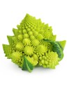 Chou romanesco