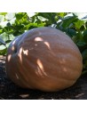 Courge quintal