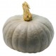 Courge bleue de Hongrie