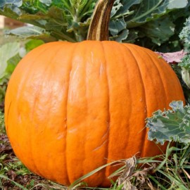 Courge haloween