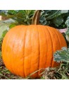Courge haloween
