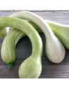 Courge trompette d’Albenga