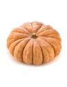 Courge musquée de procence
