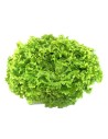 salade batavia verte