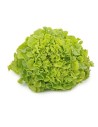 salade feuille de chêne verte