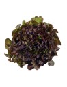 salade feuille de chêne rouge