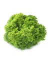 salade lollo bionda
