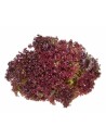 salade lollo rosso