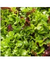 salade à tondre multicole