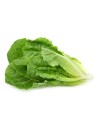 salade laitue romaine