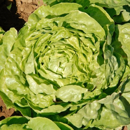 salade pommée verte