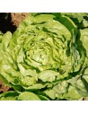 salade pommée verte