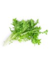 salade scarole frisée