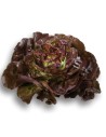 salade pommée rouge