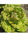 salade laitue de morge