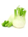 Fenouil