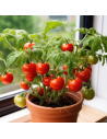 Tomate balcon