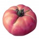 Tomate rose de berne